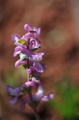 Corydalis_c..jpg