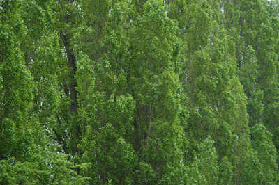 gruenewand_11286.jpg