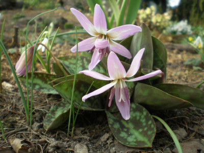 Erythronium_denscanis_Rose_Queen_2011ea.jpg