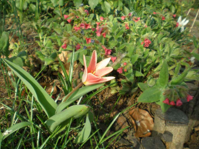 Pulmonaria_mit_Tulpe_2011ea.jpg