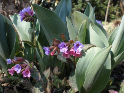 Pulmonaria_in_Tulpe_2011ea.jpg