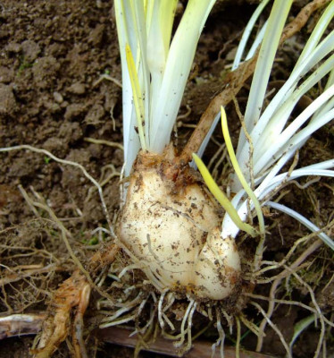 fiese-Quecke.jpg