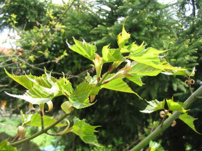 Acer_rufinerve_Hortu.jpg