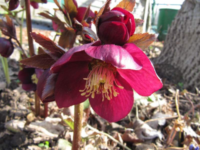 Helleborus_leuchtend_rot_110327.jpg