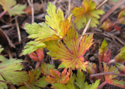 Geranium_Anne_Thomson_Austrieb.jpg