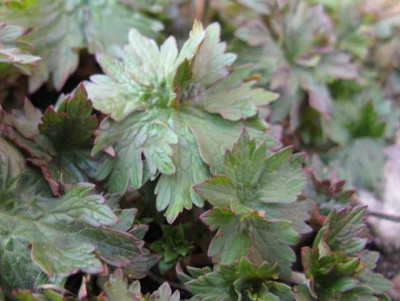 Geranium_erianthum__Austrieb.jpg