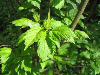 Acer_ginnala_Hortu.jpg