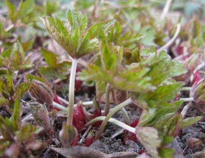 Geranium_Patricia__Austrieb.jpg