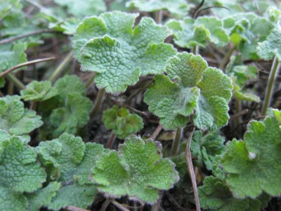 Geranium_Philippe_Vapelle_Austrieb.jpg
