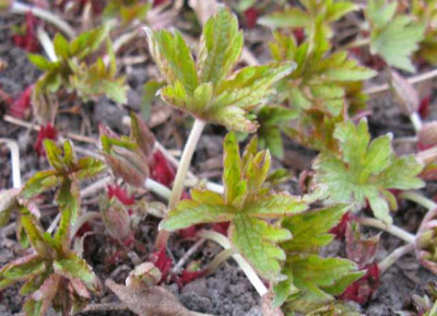 Geranium_Pratense_Samling_640x480.jpg
