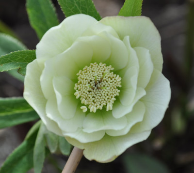 Helleborus_weiss_0011__0956.jpg