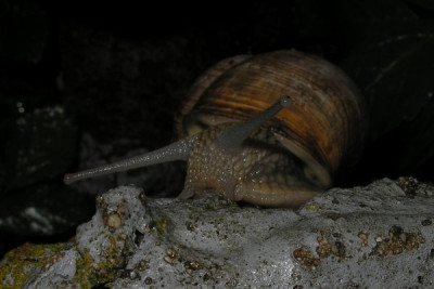 weinbergschnecke_1_p4260802.jpg
