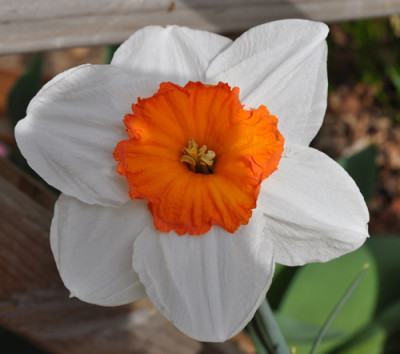 Narcissus_Professor_Einstein_0011__0985.jpg