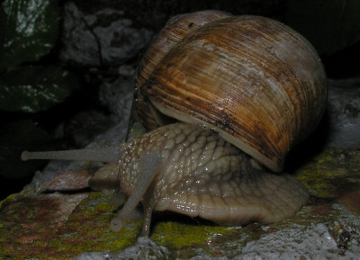 weinbergschnecke_2_p4260803.jpg