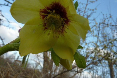 primrose_red-flush_2011_zg.jpg