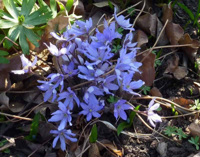 hepatica_schmal_2011_zg.jpg