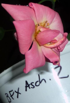 BFxAsch2_06.JPG