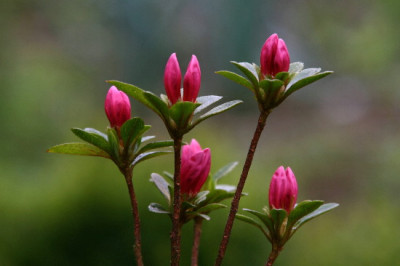 Rhodo-April-1-a.jpg