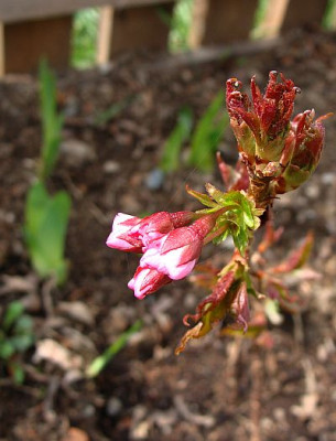 P_kuriliense_Ruby.jpg