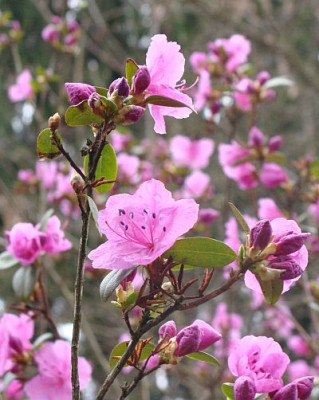 Rhododendron_mucronulatum_03.jpg