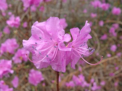 Rhododendron_unbekannt.jpg