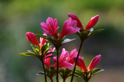 Rhodo-April-1-b.jpg