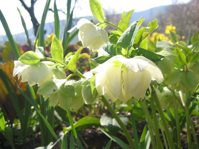 Helleborus_wei_gefullt_20110324.jpg