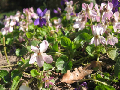 Viola_odorata_rosa20110324.jpg