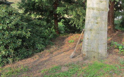 abies_procera_rhodo.jpg