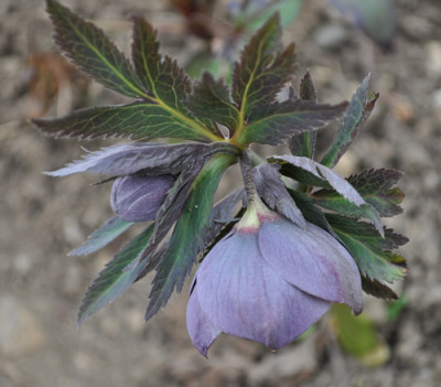 Helleborus_schiefergrau_0011__0735.jpg