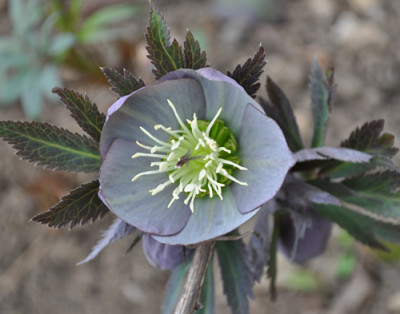 Helleb_schg_0011__0736.jpg