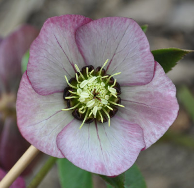 Helleborus_anem_0011__0949.jpg
