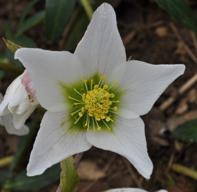 Helleborus_sternf._0011__0741.jpg