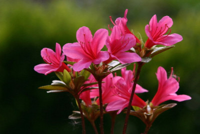 Rhodo-April-1-c.jpg
