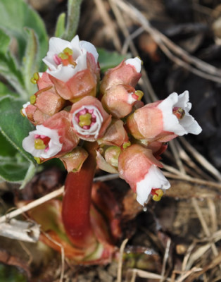 Bergenia_ciliata_0011__0962.jpg