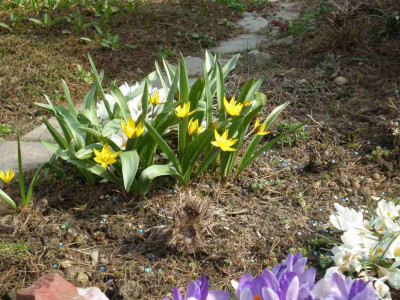 Tulipa_neustruevae_2011ea.jpg