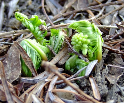 DSCF1308_ePteridophyllum_racemosum.JPG