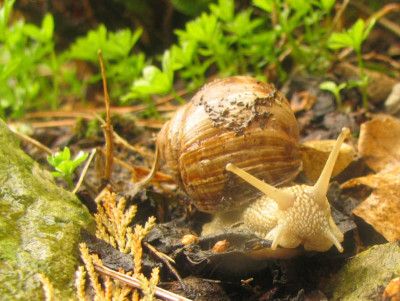 Schnecke2_0417.jpg