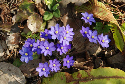 special_hepatica_09_kat2.jpg