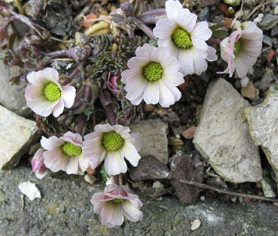 Callianthemum_anemonoides___26.3.11._011.jpg