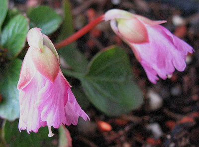Shortia_uniflora_kl._26.3.11._013.jpg