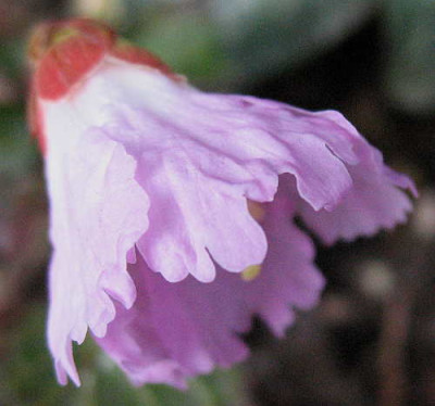 Shortia_uniflora_gr._26.3.11._016.jpg