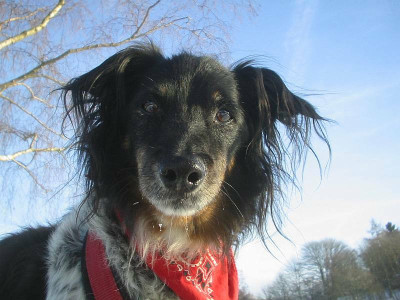 Dickie_im_Winter_2011.jpg