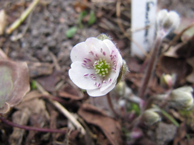Hepatica_nobilis_Sanssoucis_110328.jpg