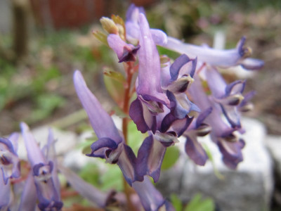 Corydalis_solida_neu_113228.jpg