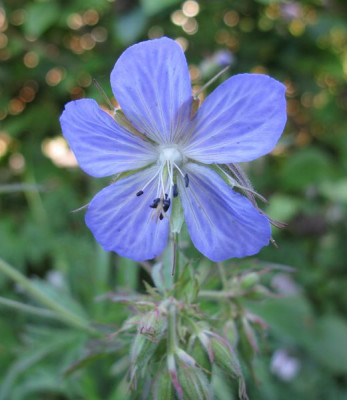 S4_Geranium_Mrs_Kendall_Clarke_ahnlich_Samling_.jpg