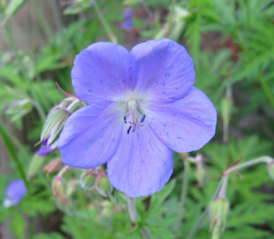S6_Geranium_x_Nimbus_Samling_.jpg