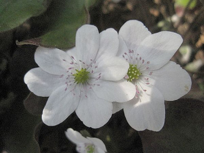 Hepatica_Sanssouci_76111.jpg