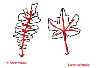 Schnabel.jpg
