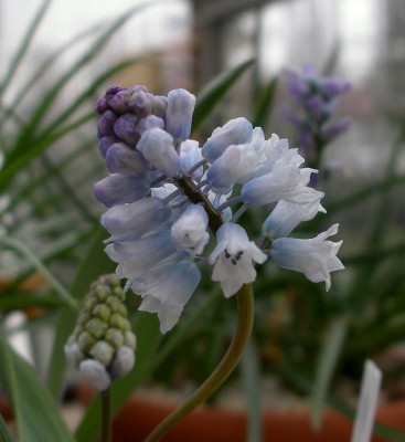 comp_Hyacinthella_siirtensis_27.03.11.jpg